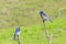 Friendly western male bluebirds, California