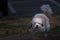 Friendly white canine eagerly running through a lush green grassy meadow