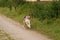 A friendly wolf like hunting dog enjoying free time in the field.