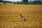 A friendly wolf like hunting dog enjoying free time in the field.