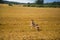 A friendly wolf like hunting dog enjoying free time in the field.