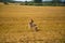 A friendly wolf like hunting dog enjoying free time in the field.