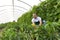 Friendly worker in the greenhouse growing and harvesting vegetables in the greenhouse