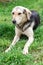 A friendly yard sterilized dog lies on the green grass