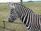 Friendly zebra