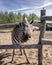 Friendly zebra trying to get some food.