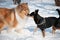 friends dogs collie play in winter outdoor. collie dog playing in snowy winter. playful collie