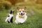 friends funny cat and corgi dog walks on summer meadow on green grass