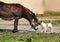 Friends kiss the donkey and dog