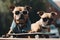 friends skateboarders bulldogs dogs ride down street together on skateboards in summer. Generative AI