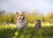 Friends striped cat and corgi dog sit on a blooming summer sunny meadow