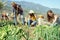 Friends working together in a farm house - Happy young people harvesting fresh vegetables in the garden house