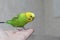 Friendship of bird and man. Handmade homemade parrot sits on a manâ€™s hand and looks. Beautiful budgie