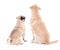 Friendship concept - back view of two sitting dogs isolated on w