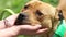 Friendship of a dog and a man, a girl stroking the head of a red dog, an American pit bull terrier large portrait