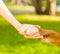 Friendship between human and dog - shaking hand and animal paw