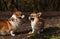 Friendship of a male and a female Welsh Corgi Pembroke.Welsh Corgi Pembroke portriat in the park among the fallen leaves.