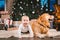 Friendship man child and dog pet. Theme Christmas New Year Winter Holidays. Baby boy on the floor decorated tree and best friend
