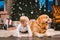 Friendship man child and dog pet. Theme Christmas New Year Winter Holidays. Baby boy on the floor decorated tree and best friend