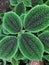 Friendship plant (pilea involucrata) in closeuF