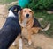 Friendship between two dogs. Animal life in the countryside. Dog whispers secrets to his best friend. Pets in the yard, sitting on