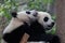 Friendship of two pandas, Chengdu Panda Base, Chengdu, China