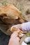 Friendship between woman, child and dog. Great love. Shaking paw and hands