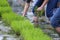 Friendship,young farmer planting on the Rice Berry