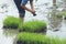 Friendship,young farmer planting on the Rice Berry