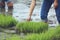 Friendship,young farmer planting on the Rice Berry