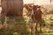 Friesen dairy cow calf standing in grass