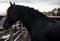 Friesian black horse, equine, animal