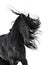 Friesian black horse isolated on the white