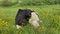 Friesian black and white dairy cows lying in grass farm field pasture