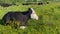 Friesian black and white dairy cows lying in grass farm field pasture