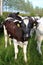 Friesian calf with ear tags in field