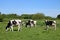 Friesian cattle grazing in green field, sunny day