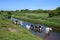 Friesian cattle in and by a river cooling off