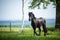 Friesian colt in meadow