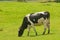 Friesian Cow grazing