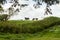 Friesian cows in english green fields