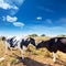 Friesian cows kissing each other in Menorca Balearic