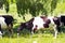 Friesian cows under tree