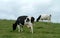 Friesian Dairy Cattle, Scotland