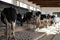 Friesian Dairy cows being milked
