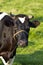 Friesian dairy milch cow on field