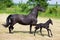 Friesian foal and mother on the field