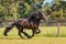 Friesian / Frisian horse galloping in field next to fence