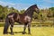 Friesian / Frisian horse standing in a field