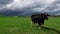 Friesian Holstein cow on a beautiful spring meadow